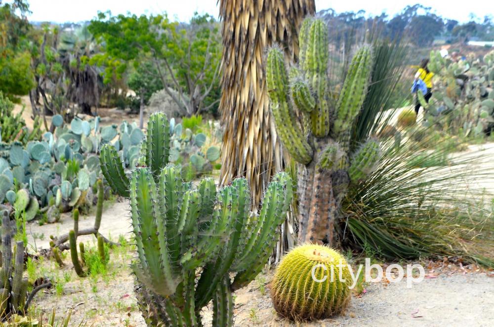 Balboa Park Cactus Garden