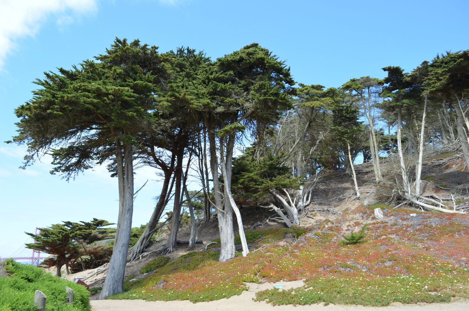 Monterey Pines at Baker Beach Monterey Pines at Baker Beach