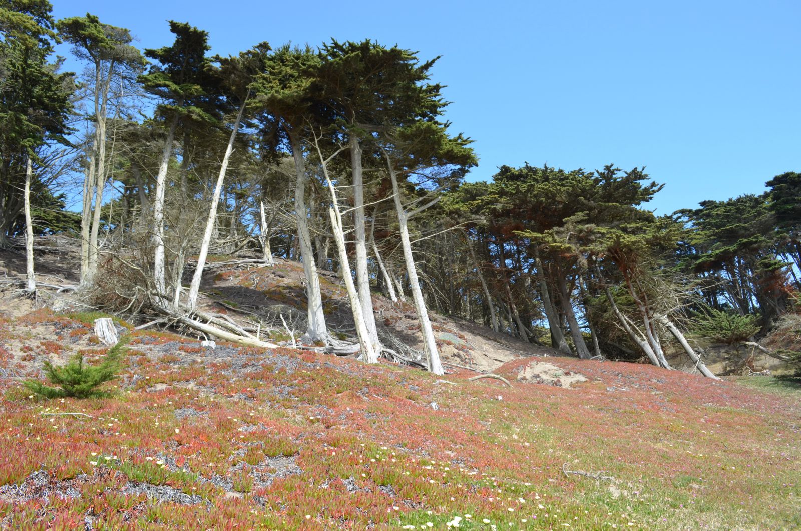 Monterey Pines