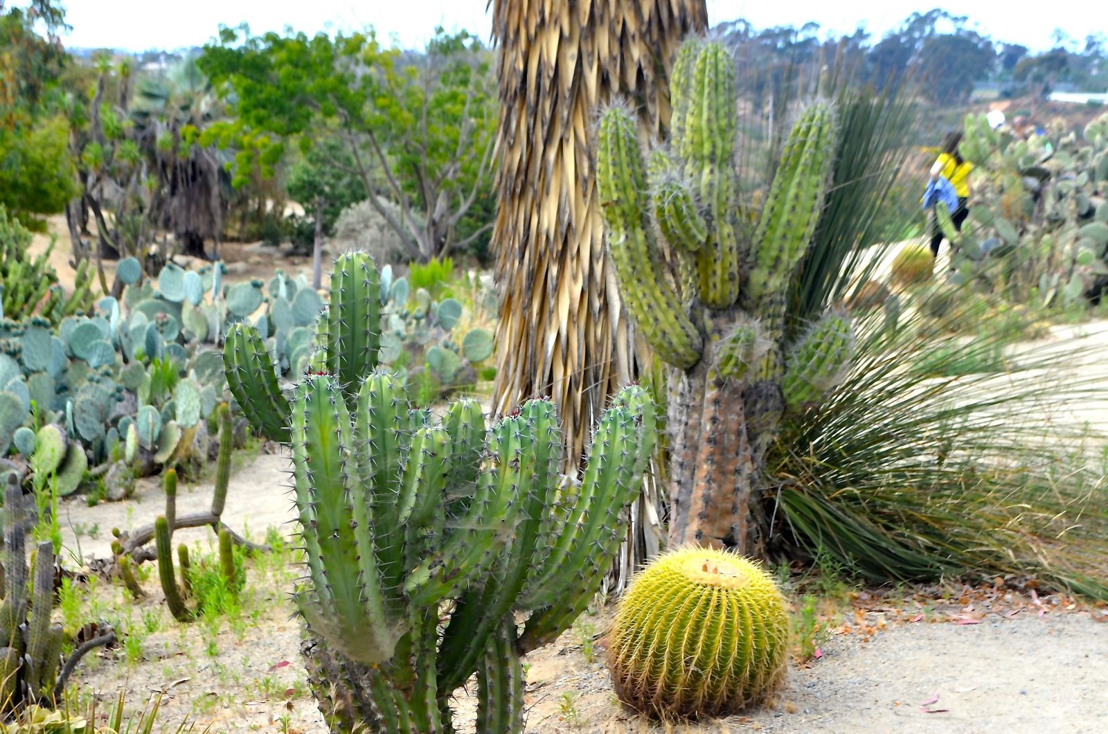 Balboa Park Cactus Garden Balboa Park Cactus Garden