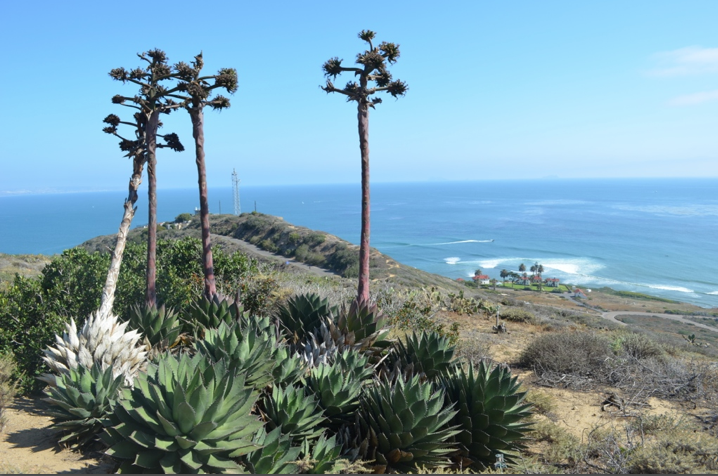 Point Loma San Diego