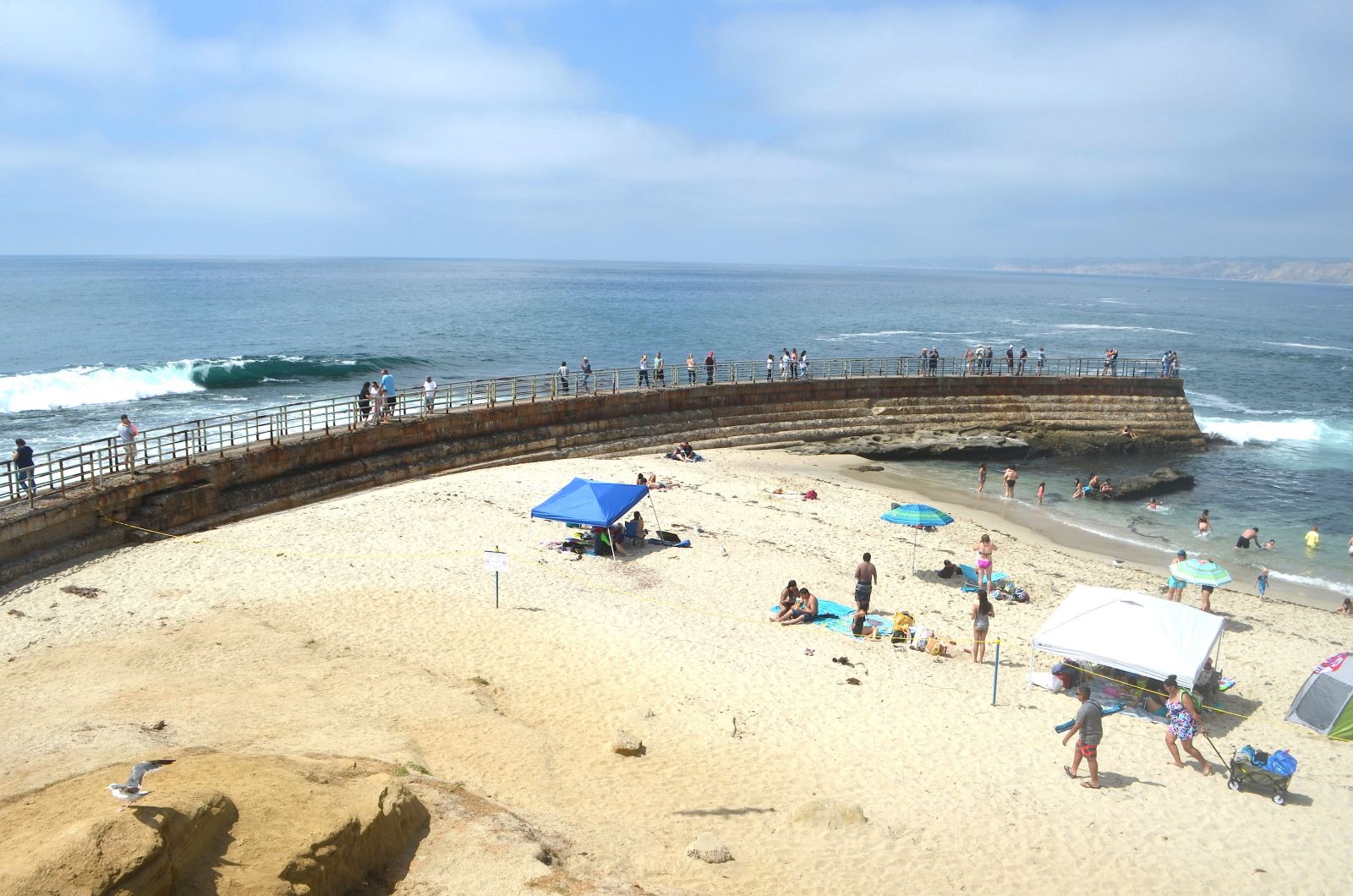 Children's Pool Beach San Diego: 5 BEST Things to Do Children's Pool Beach San Diego: 5 BEST Things to Do