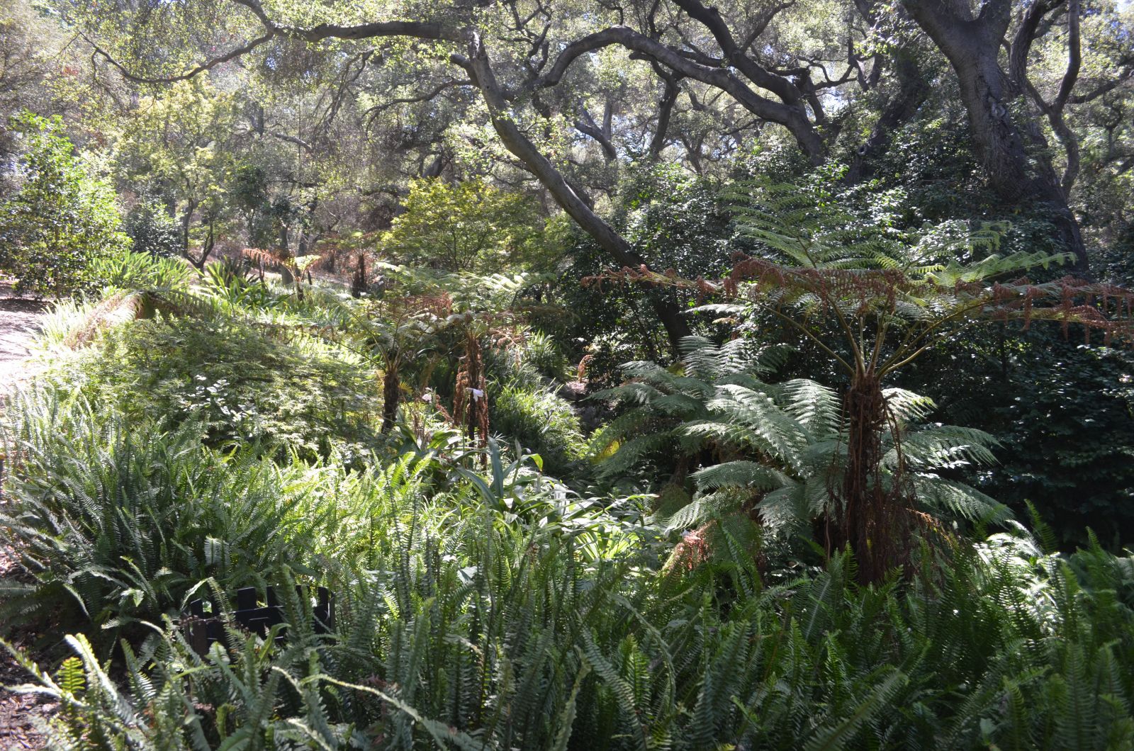 Descanso Gardens Ferns