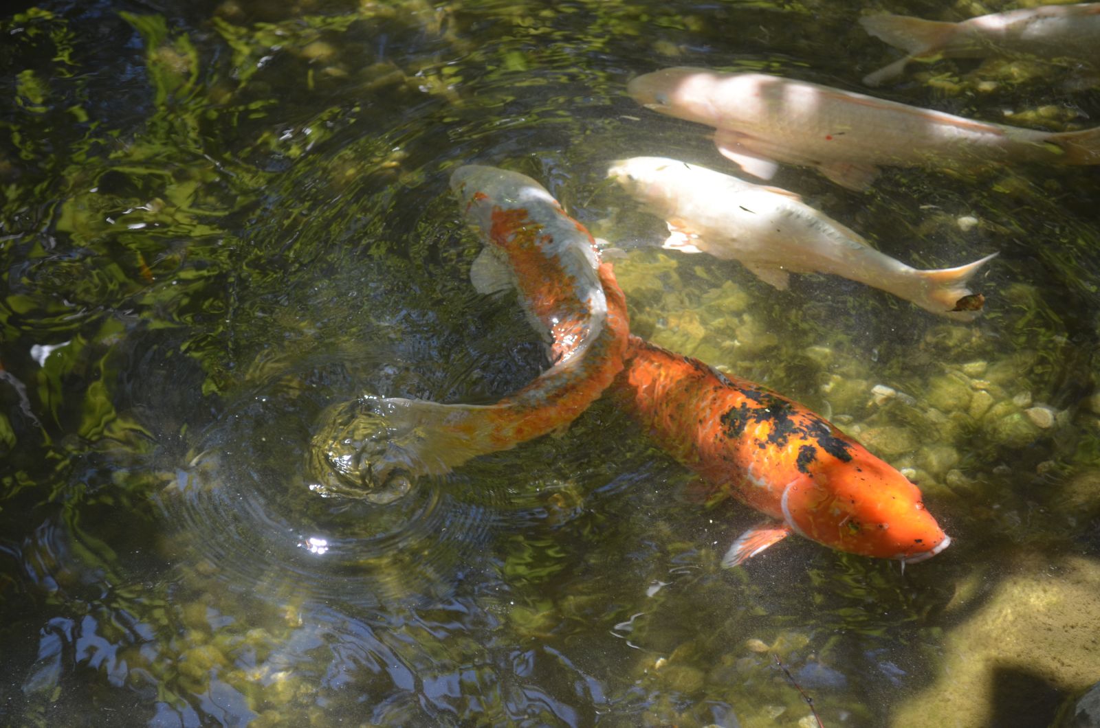 Descanso Gardens Koi