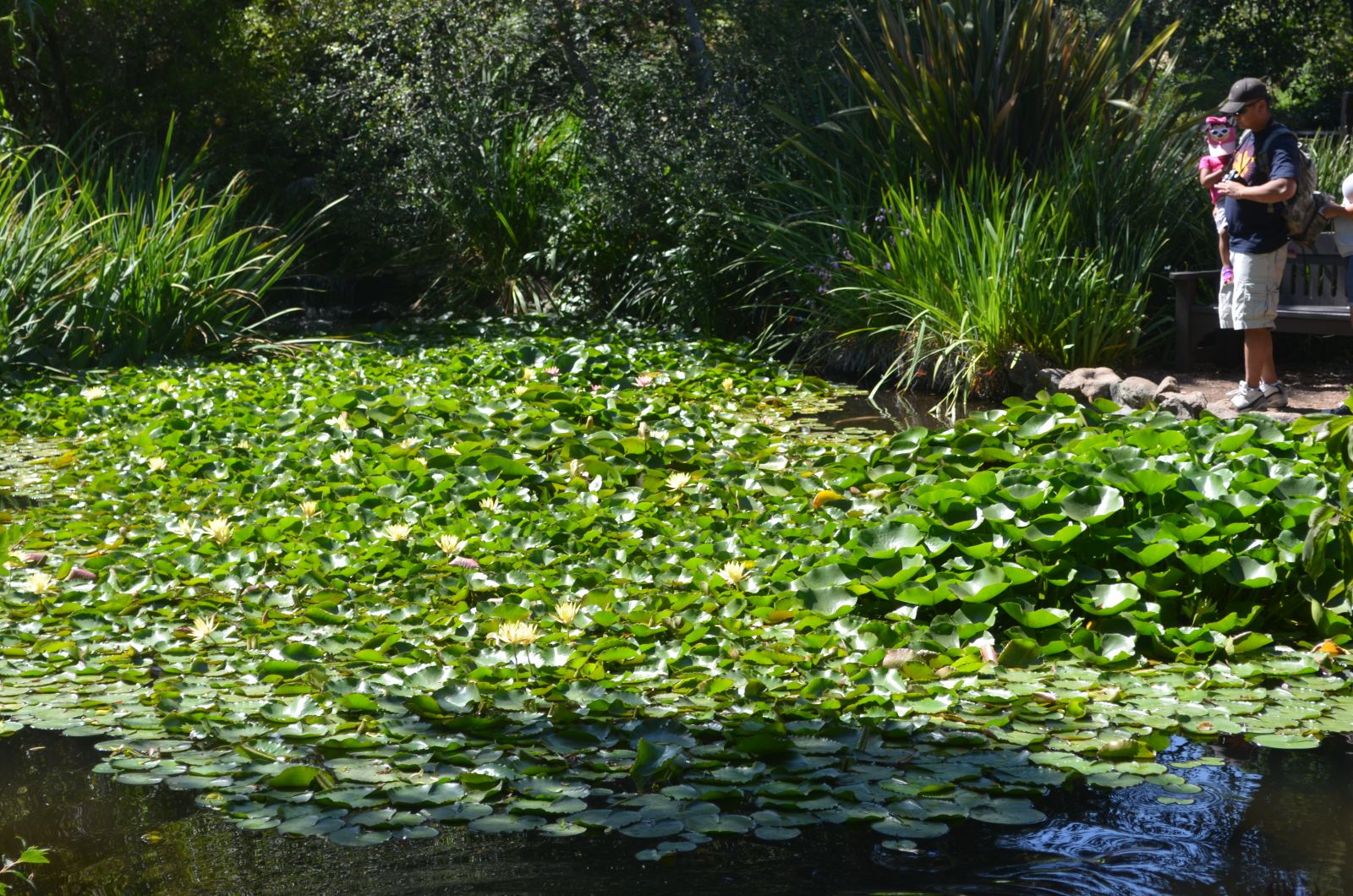 Descanso Gardens Lily Pad