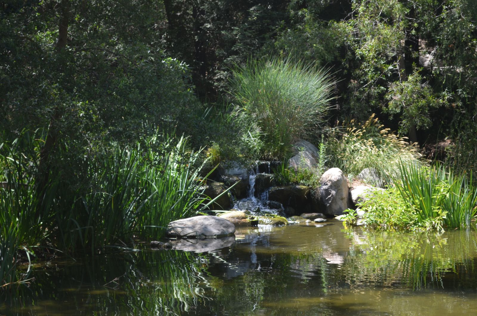 Descanso Gardens Pond