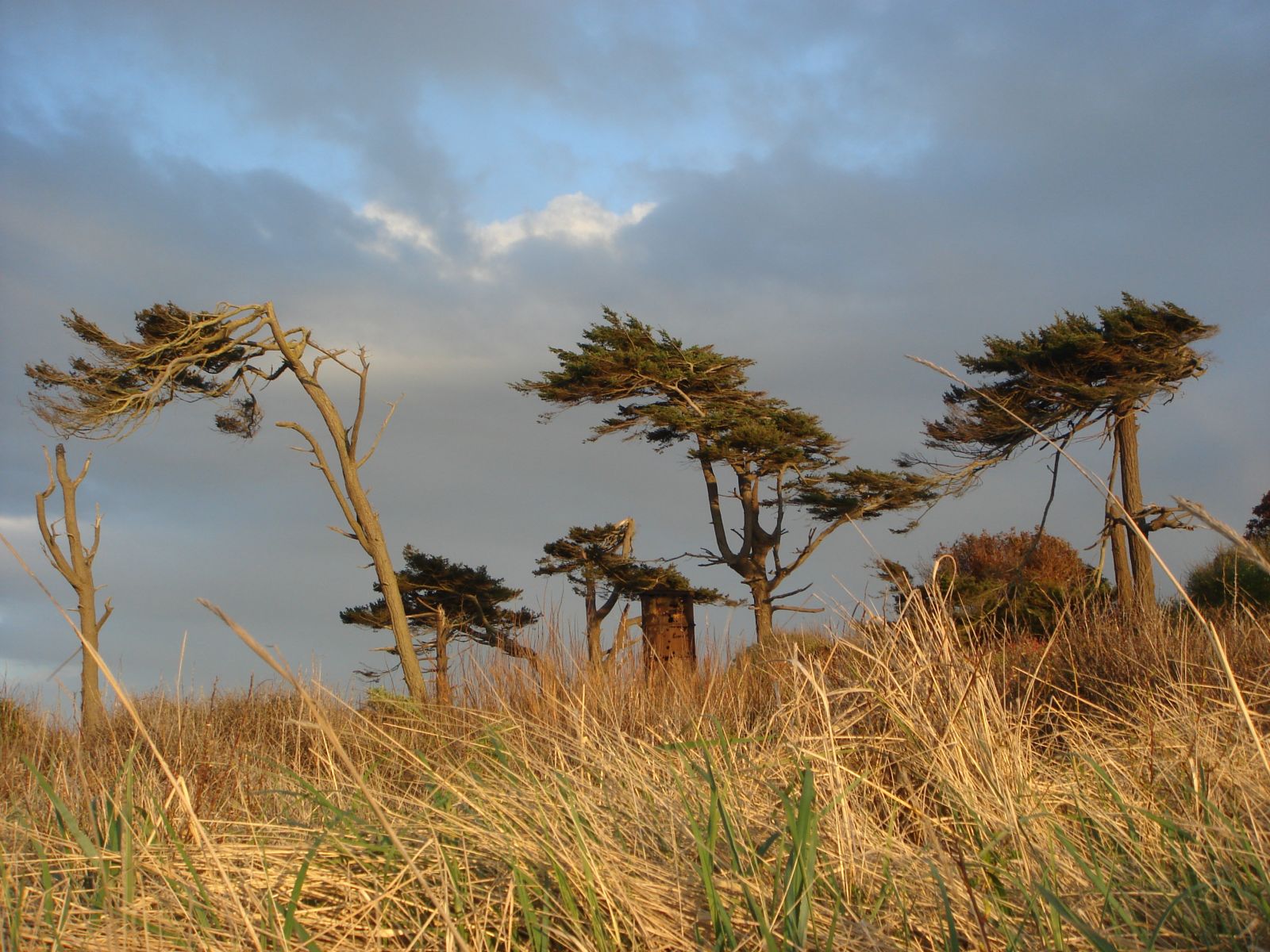 Windswept pines at Fort Worden.