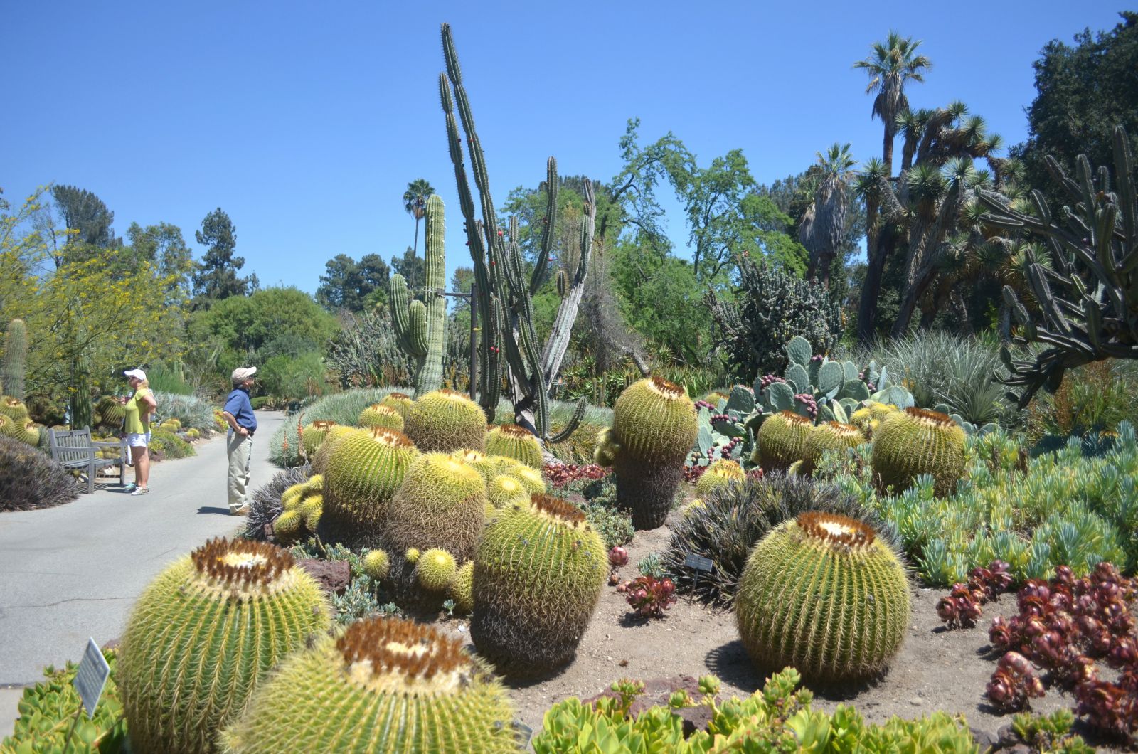 Huntington Library desert garden