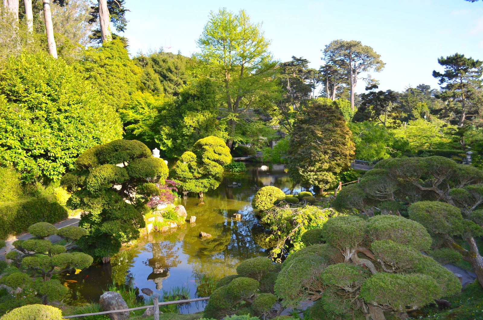 Pond at San Francisco Japanese Tea Garden