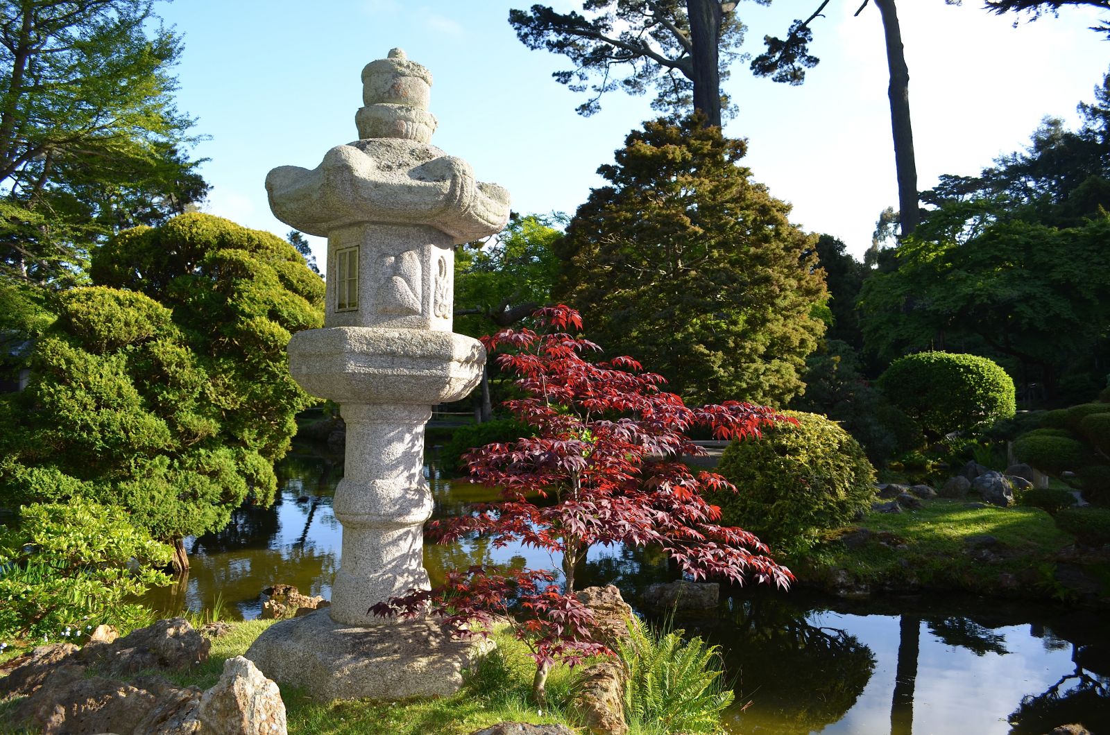 Maple tree at San Francisco Japanese Tea Garden