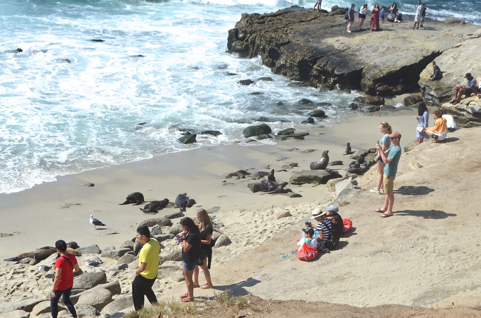 La Jolla seals La Jolla seals
