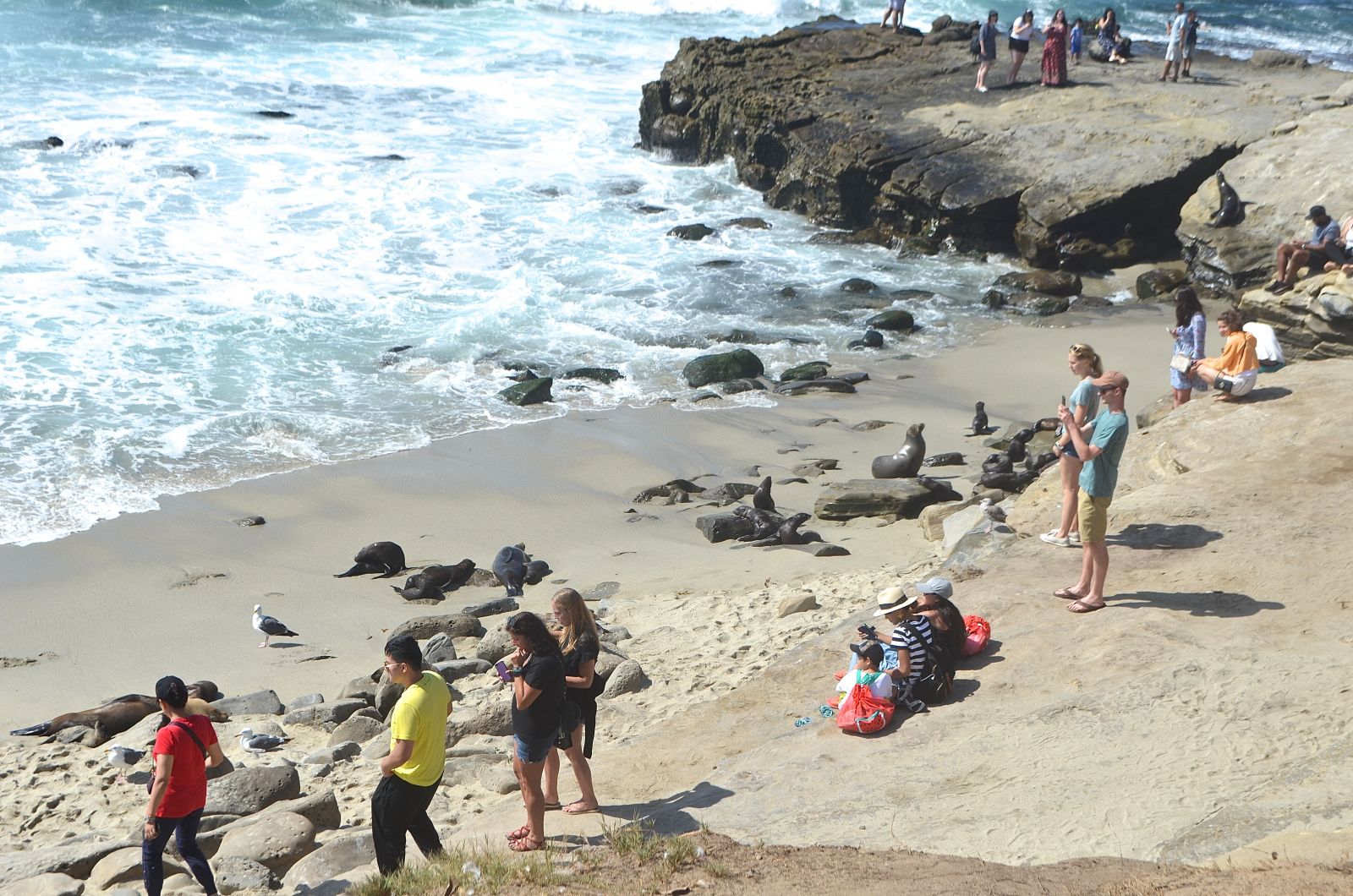 La Jolla seals