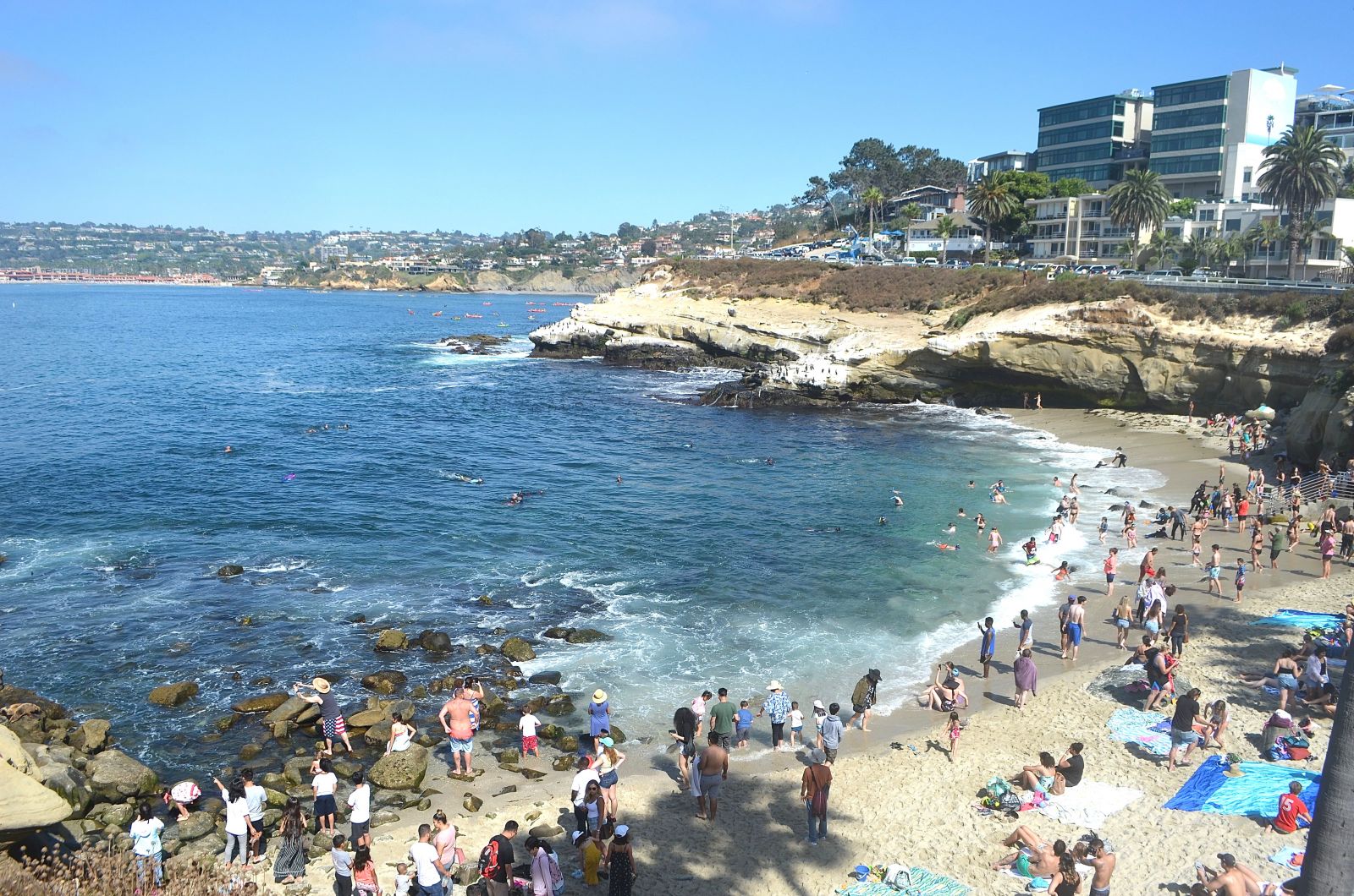 La Jolla Cove snorkeling