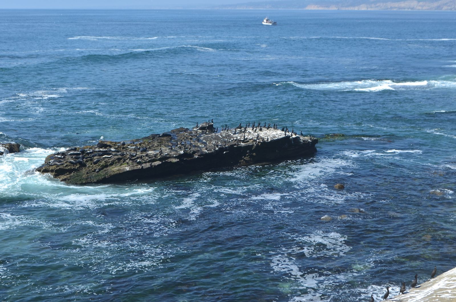 Seal Rock La Jolla