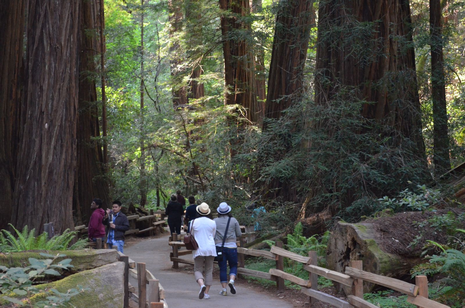 Muir Woods Cathedral Grove