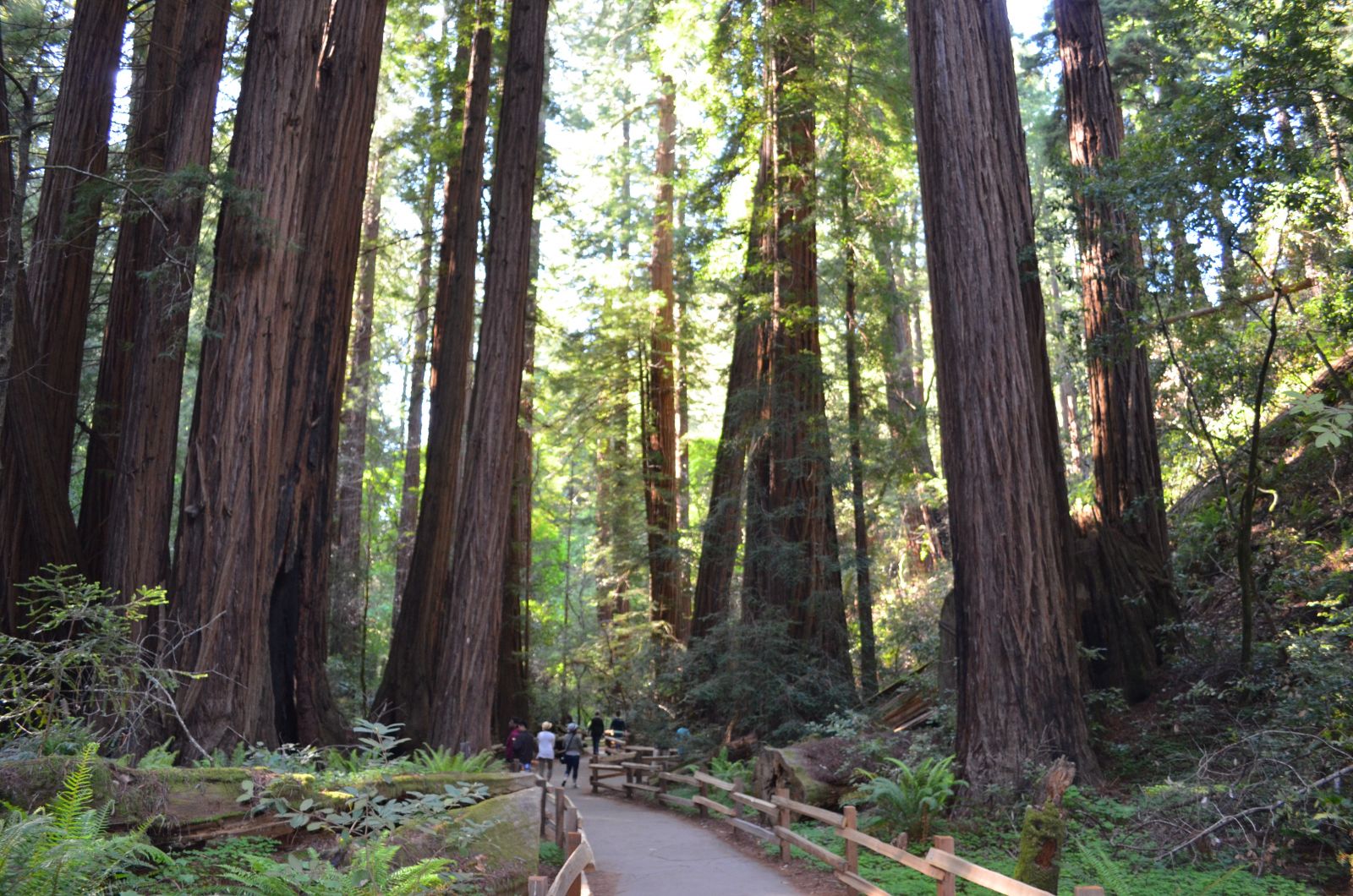 Giant redwoods at Muir Woods Cathedral Grove