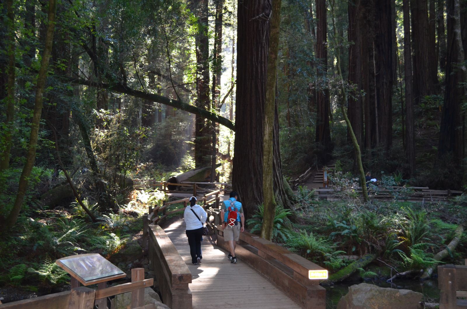 Muir Woods trails Muir Woods trails