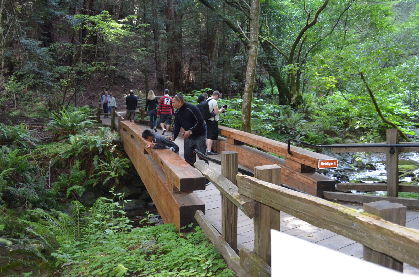 Muir Woods San Francisco