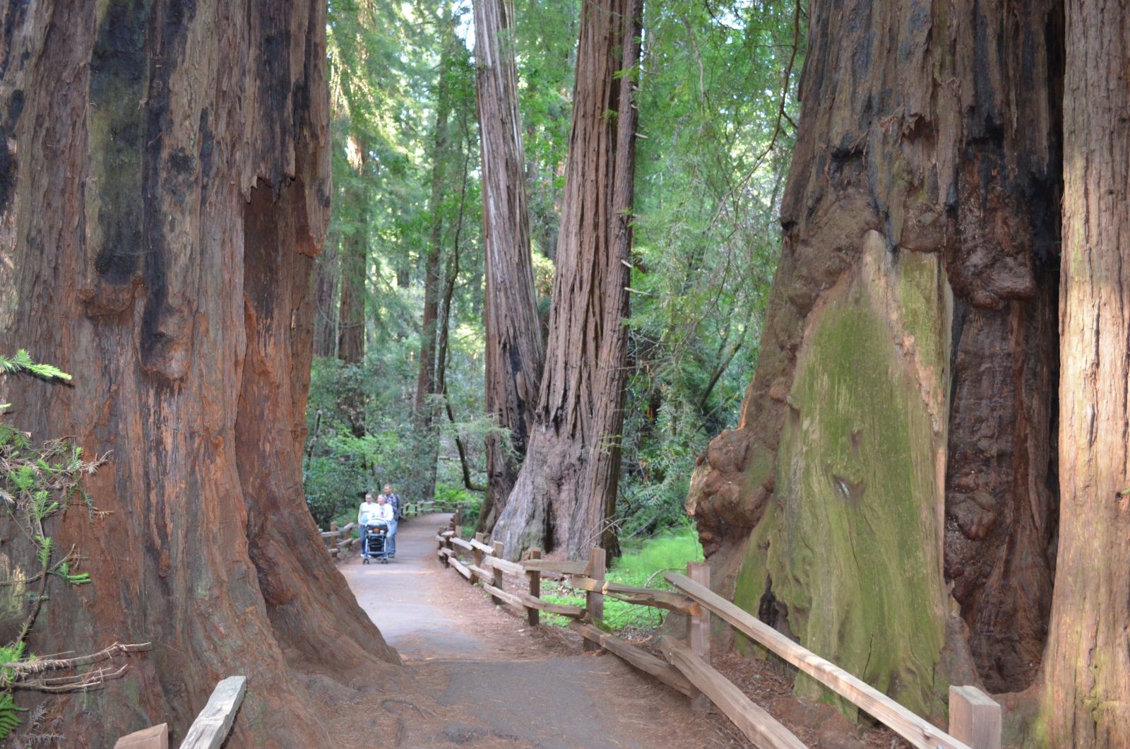 Muir Woods National Park