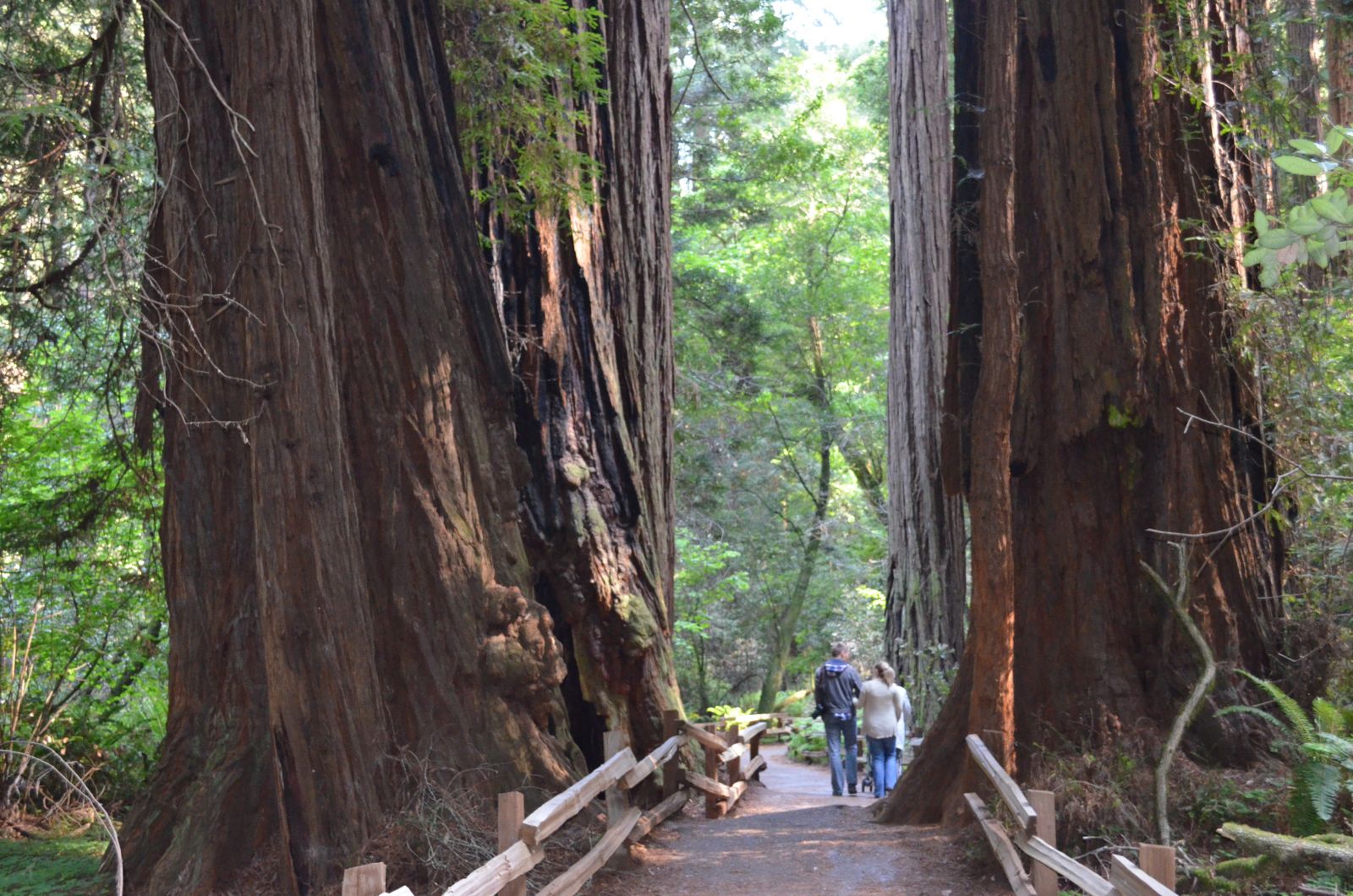Muir Woods California Muir Woods California