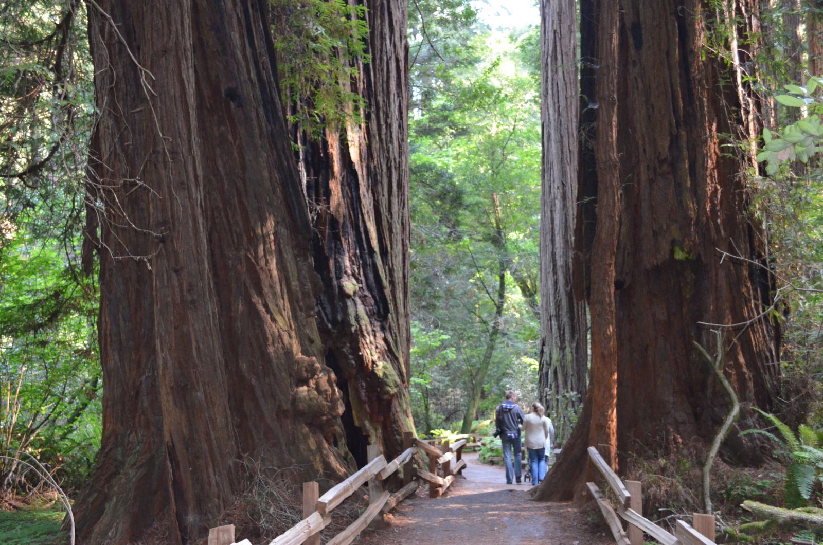 Muir Woods California