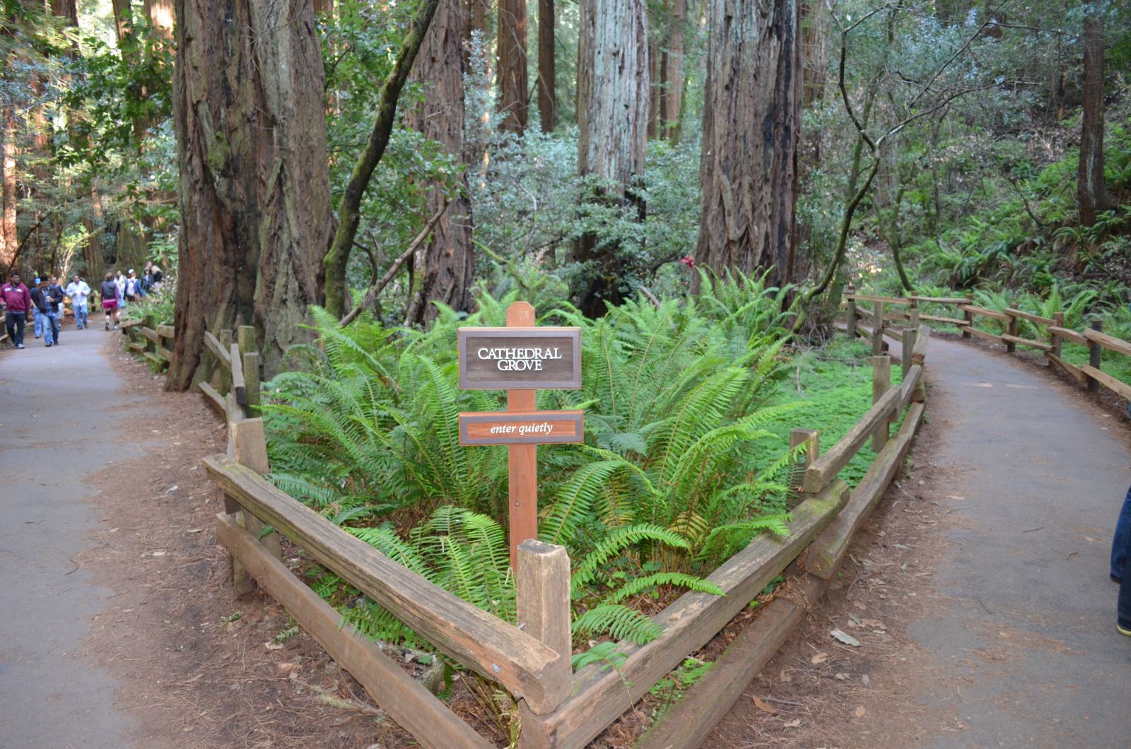 Cathedral Grove 