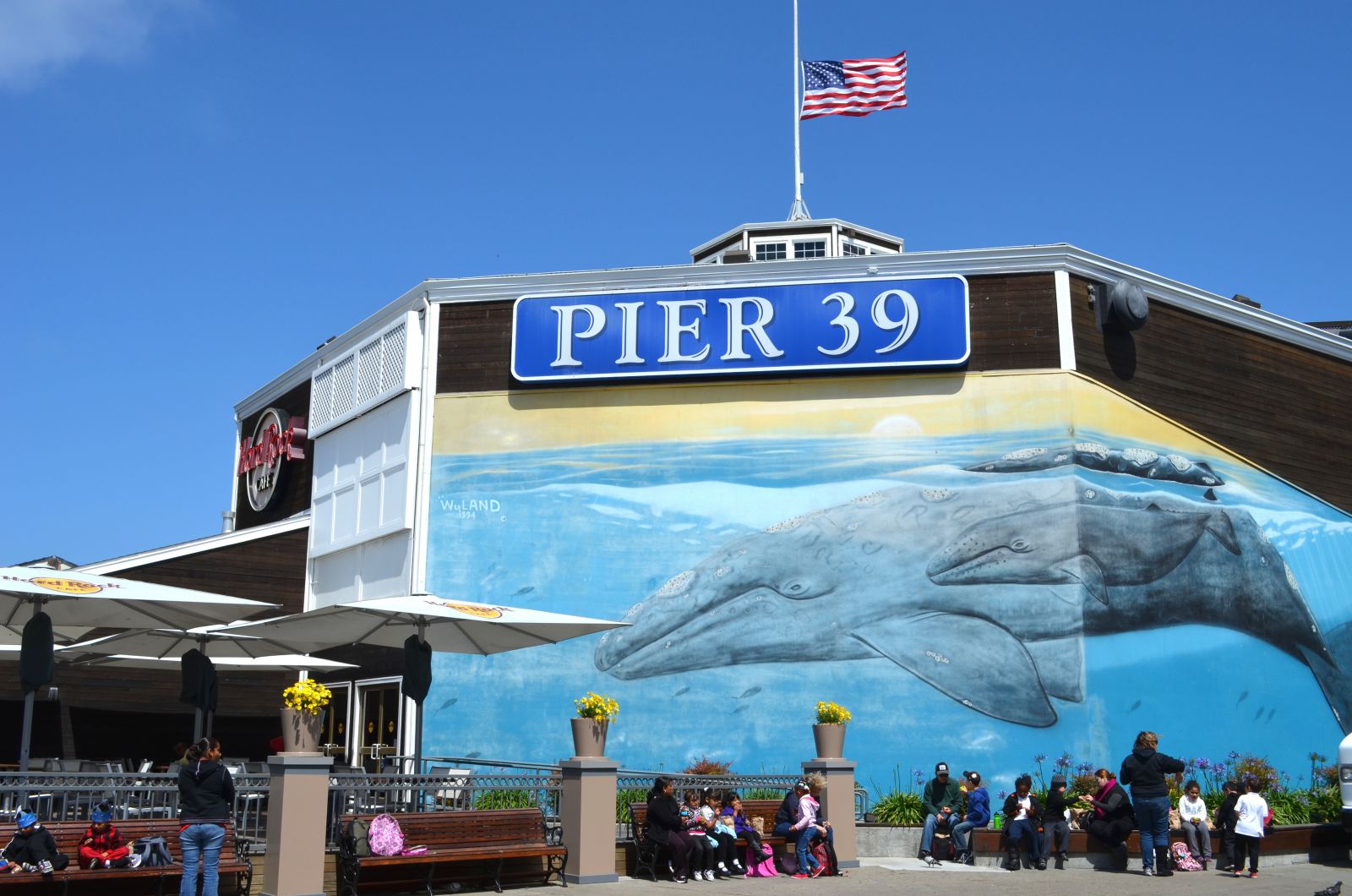 #1 Guide to Pier 39 #1 Guide to Pier 39