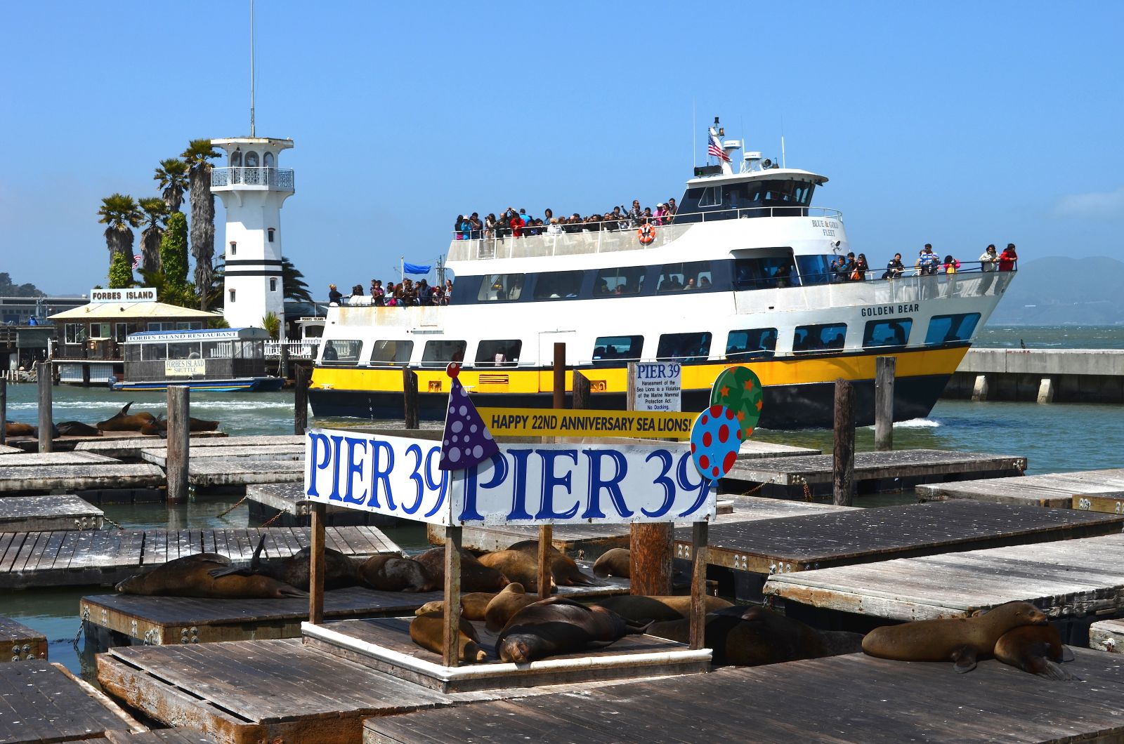 Pier 39 sea lions