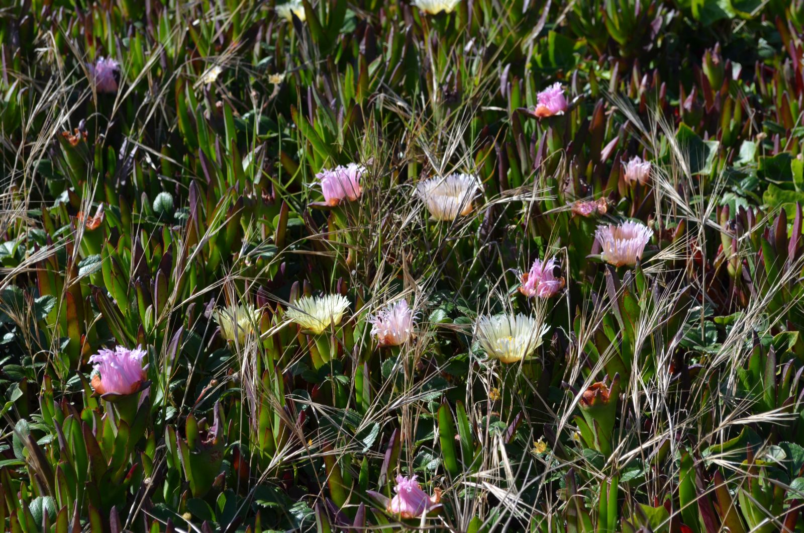 Ice plants at Sutro Baths.