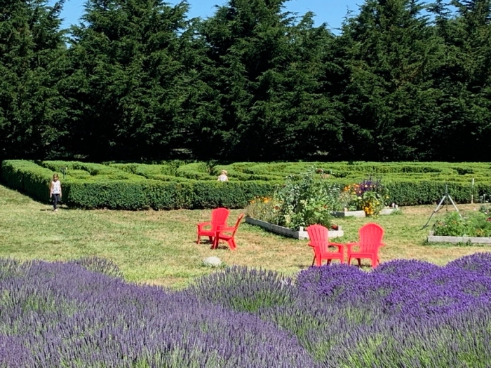 Jardin Du Soleil Lavender Farm 