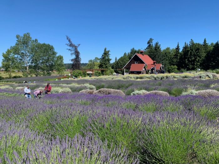 Purple Haze Lavender Farm