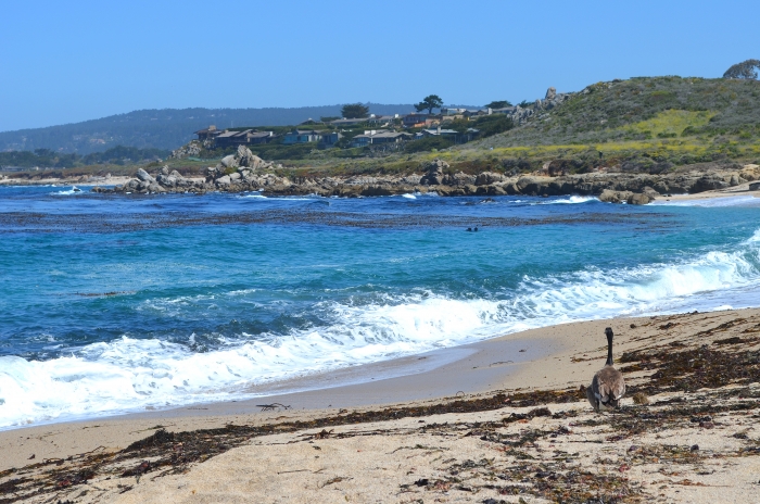 Carmel River State Beach