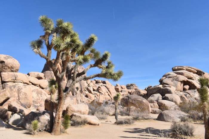 Joshua Tree National Park