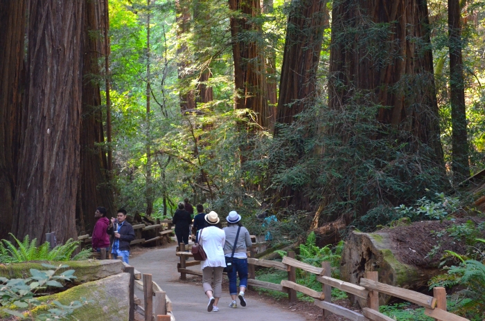 10 BEST Attractions at Muir Woods