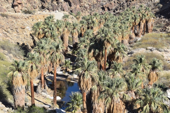 Palm Canyon Trail
