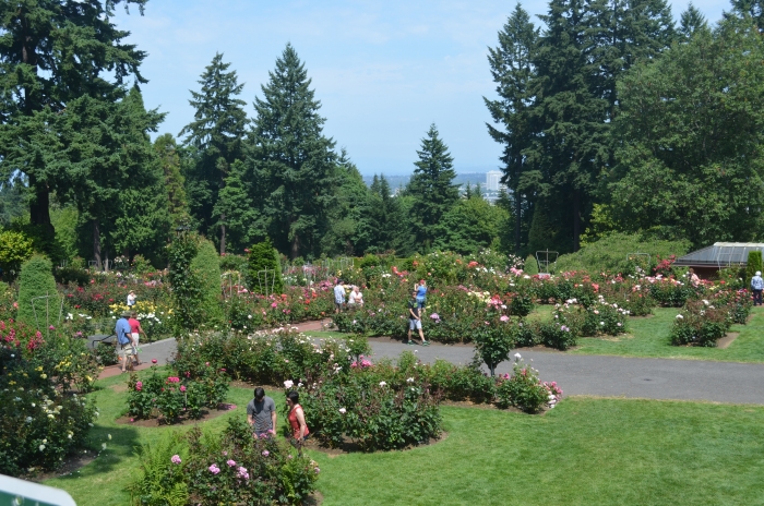Portland Rose Garden