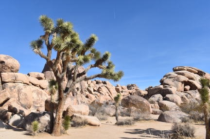 Joshua Tree National Park