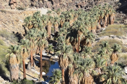 Palm Canyon Trail